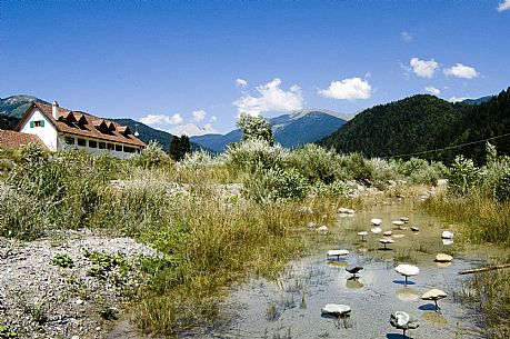 Sawmill in Applis